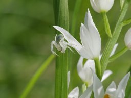 araigne_sur_Cephalanthera_longifolia_Gorges_du_Cares_Picos_de_Europa-min